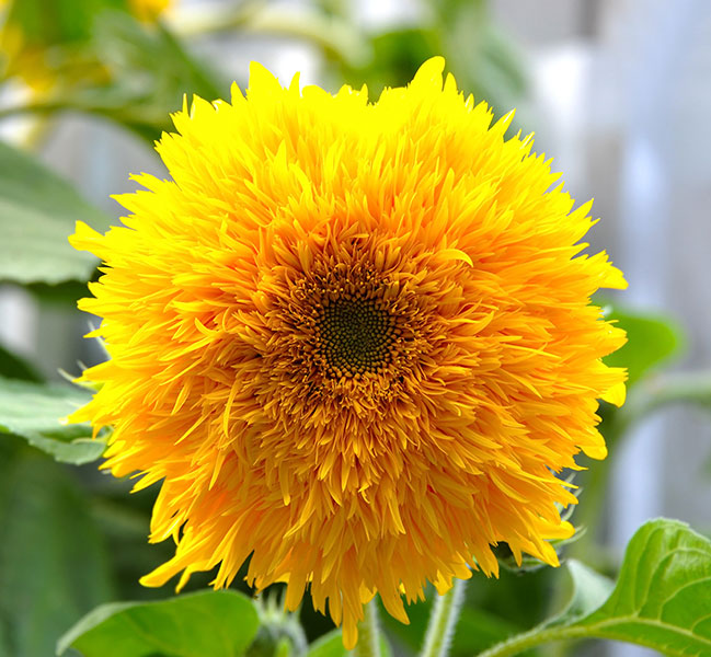 Sunflower Teddy Bear Seeds