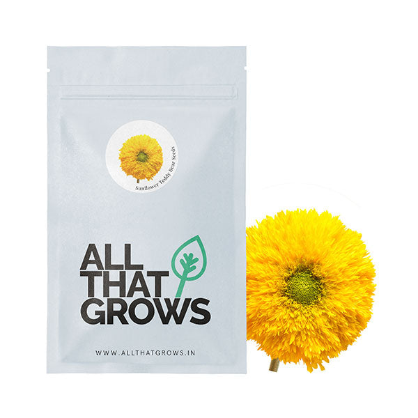 Sunflower Teddy Bear Seeds