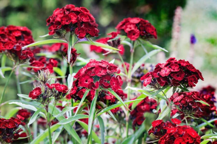 Sweet William Black Prince Flowers