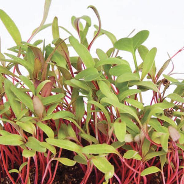 Swiss Chard