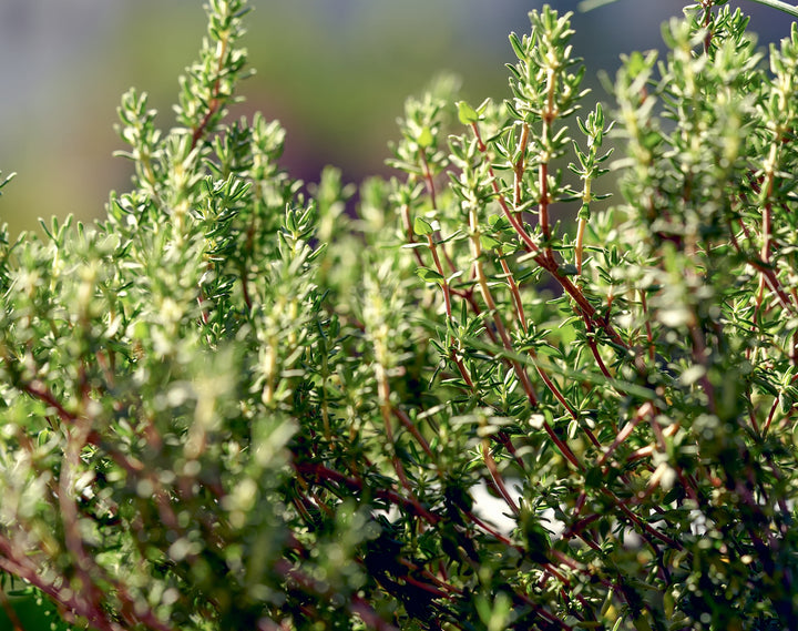 Thyme Growing Kit