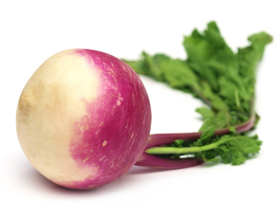 Turnip Purple Top White Globe