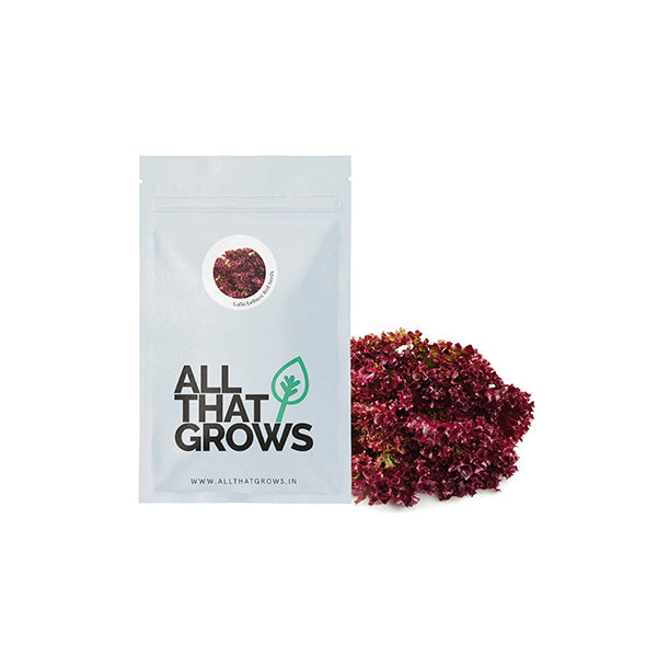 Lollo Red Lettuce Seeds