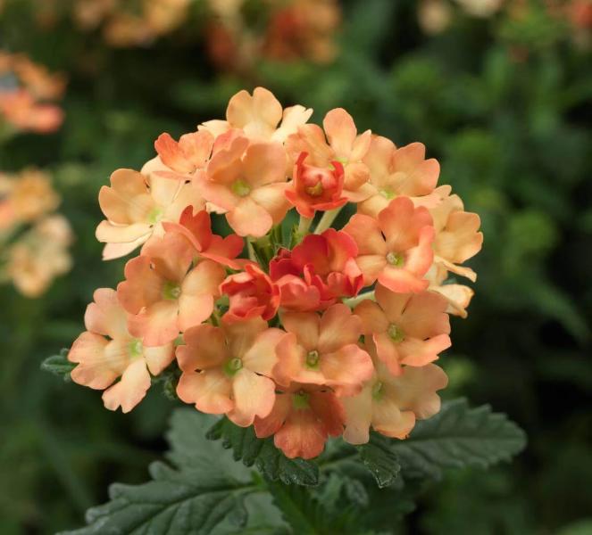 Verbena Apricot Flower