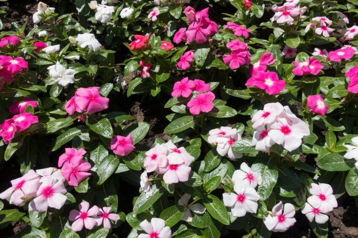 Vinca Sunday Dwarf Mix