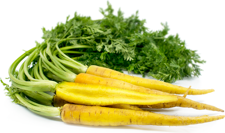 Yellow Carrot Seeds
