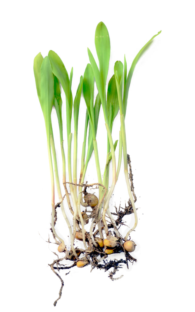Growkit microgreen seeds