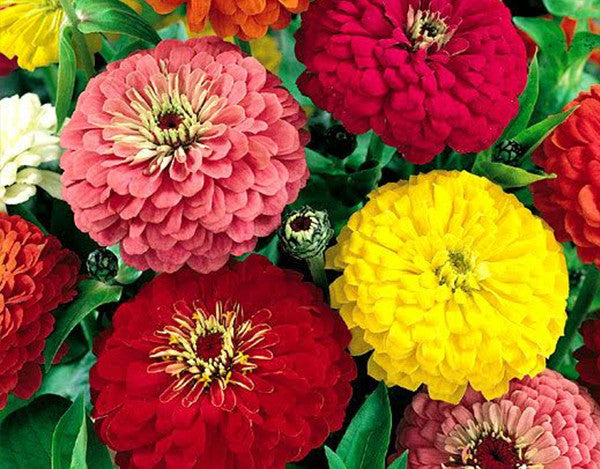 Easiest Flowers To Grow