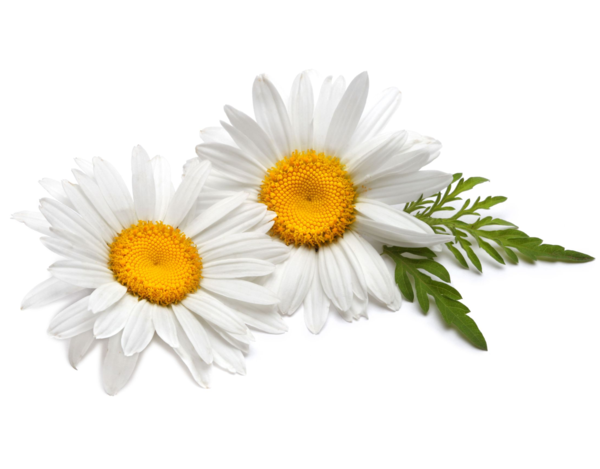 Edible Flowers