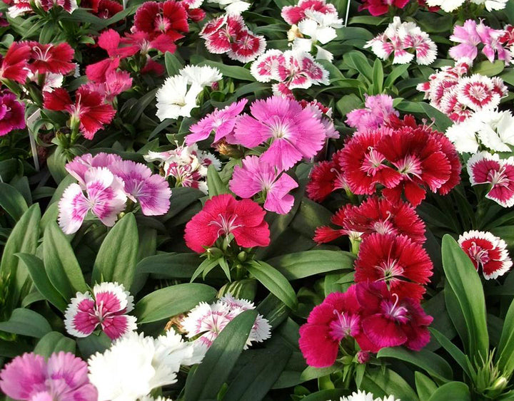 Dianthus Double Mixed Seeds