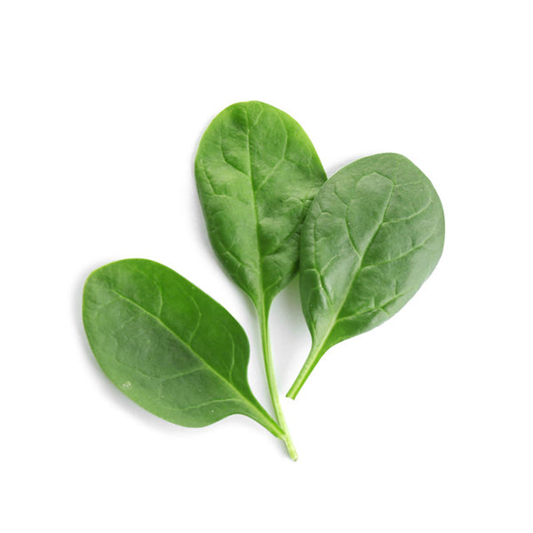 Spinach Baby Leaf Seeds | Non-GMO, Non-Hybrid Seeds Online