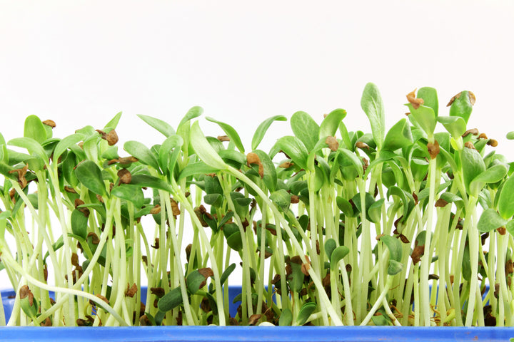 Fenugreek (Metha) Microgreen Seeds