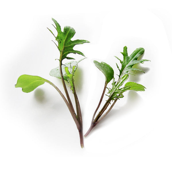 Kale microgreen seeds