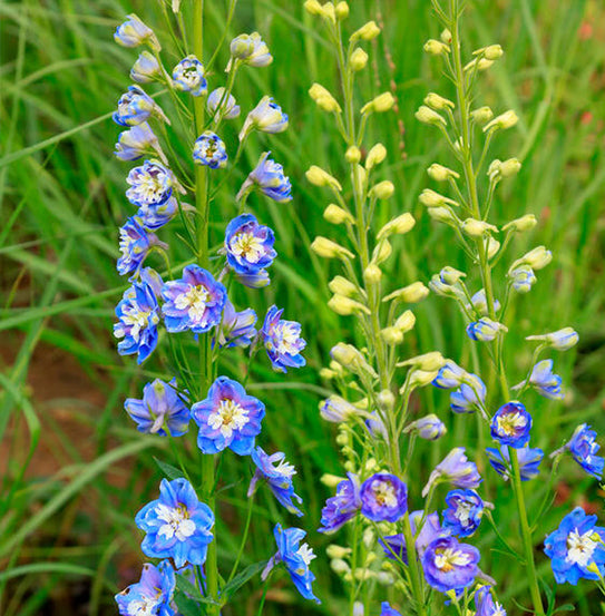 Larkspur Giant Imperial Mix