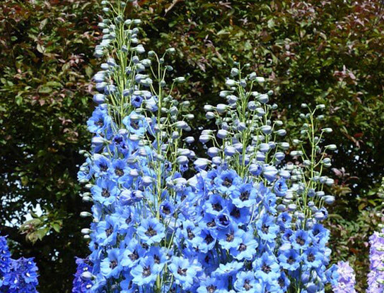 Larkspur Giant Imperial Mix