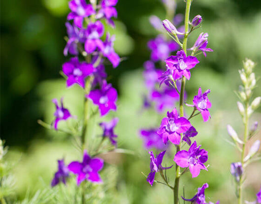 Larkspur Giant Imperial Mix