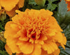 Marigold Gulzafri Orange Seeds