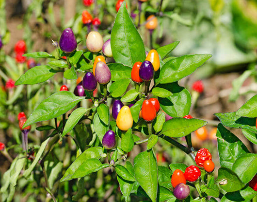 Ornamental Chilly Choice Mixed