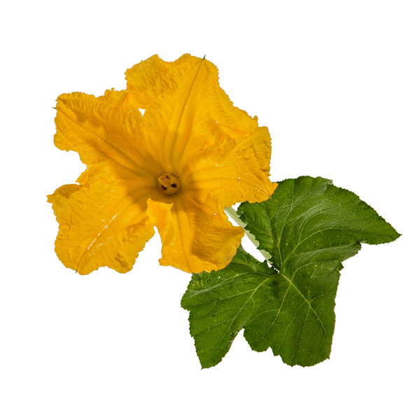 Pumpkin Blossoms