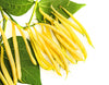 Beans Yellow Seeds
