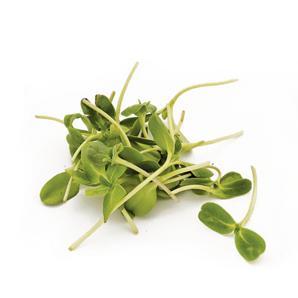 Easy To Grow Microgreen Varieties