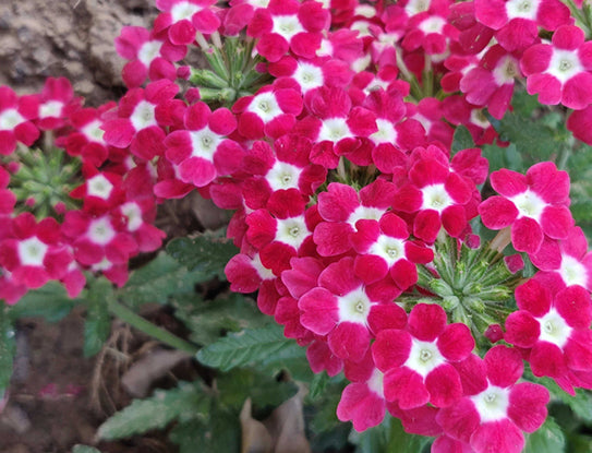Verbena Red With White Eye