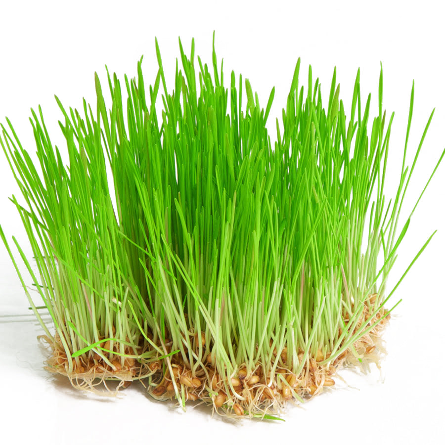 Shop supplies for growing wheatgrass at home