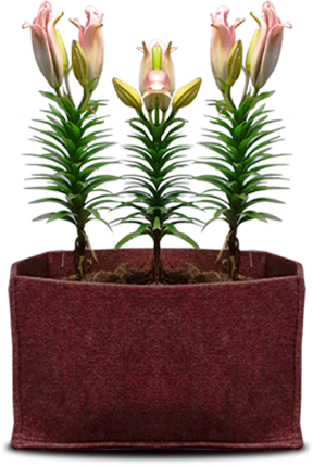 Grow Bags